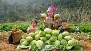 Сбор урожая капусты с грядки на продажу. Уход за поросятами и цыплятами. Дуонг