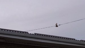 Какие добавки  даем курам.Продаем цыплят.