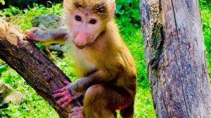 Маня и Степа сели на пенечки и готовы ЗАВТРАКАТЬ, им из Москвы привезли ЦЕЛОЕ ЗАСТОЛЬЕ)))