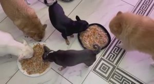 У хвостатых время обеда, нужно плотно подкрепиться.