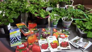 Волгоград. Февраль 2026 г. Когда правильно сажать семена овощей. Обзор вегитации петунии