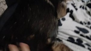 обзор моей собаки 🐕 🐕 🐕