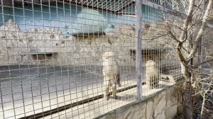 Роки УДИВЛЯЕТ - ПОКРУТИЛСЯ по команде, а когда жуёт, думать НЕ МОЖЕТ! Жуля ЗОВЁТ- ОРЁТ на весь парк!