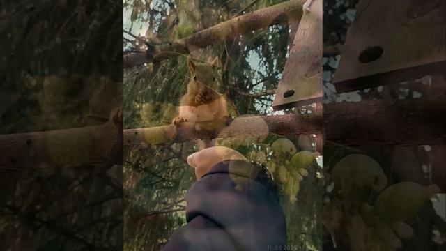 ОСЕНЬ смотреть онлайн