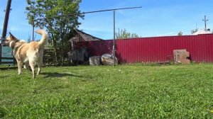 Техас с мячом