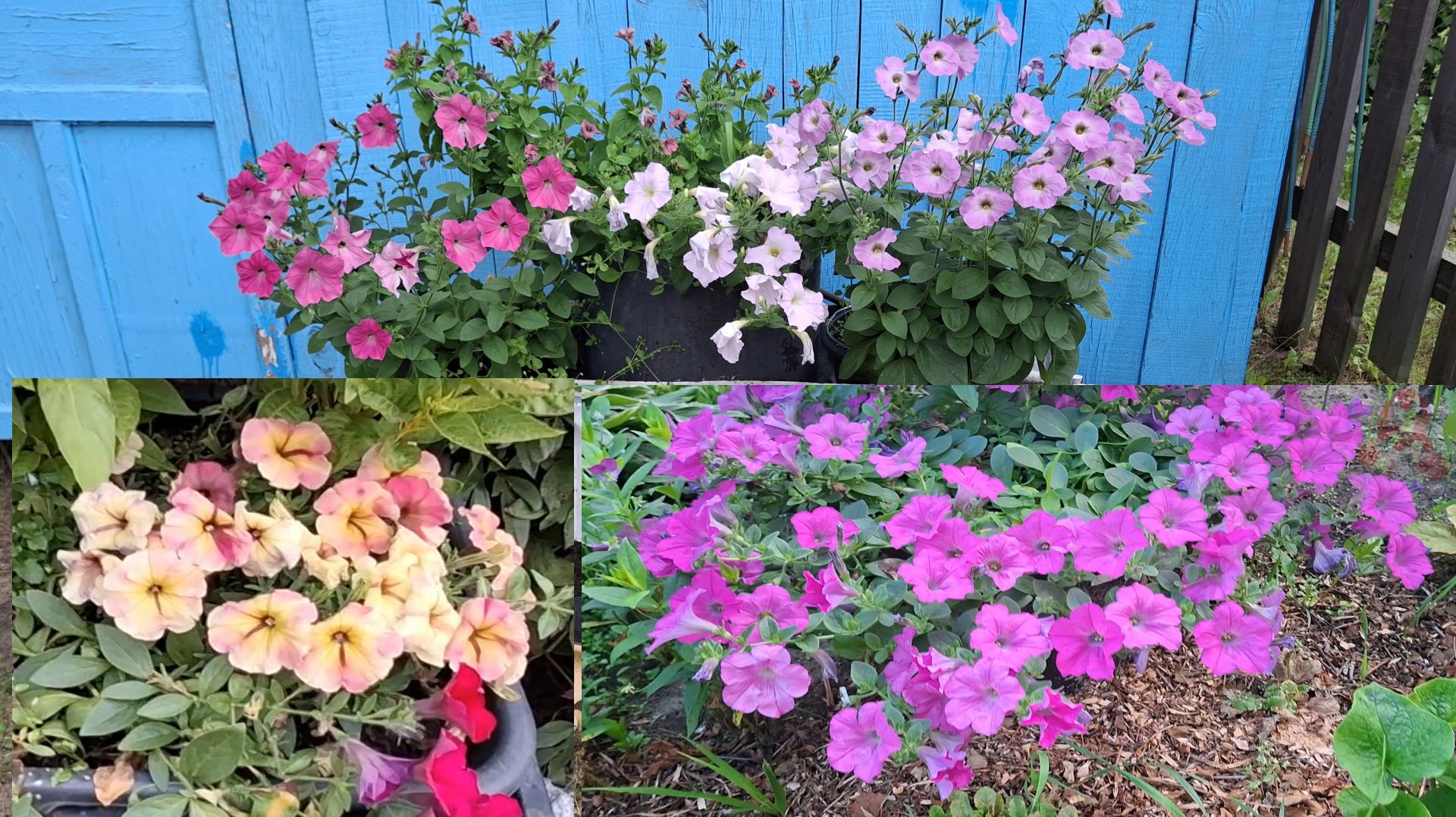 Петуния серии Шейк распберри F1и  Вейв.  Какую больше не буду сажать?