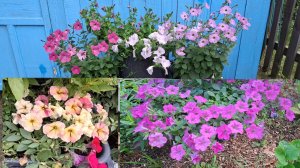 Петуния серии Шейк распберри F1и  Вейв.  Какую больше не буду сажать?