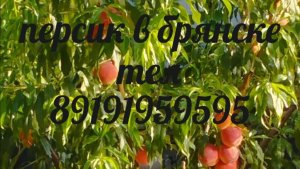 6 августа обзор персиков в Брянске.