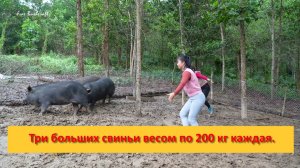 Ферма Бушкрафт в Пханге. Вьетнам. 3 больших свиньи весом по 200 кг каждая.