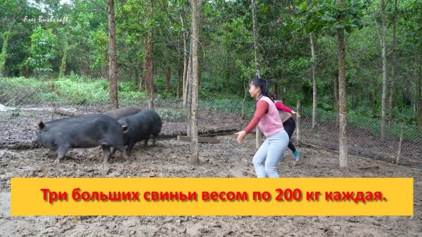 Ферма Бушкрафт в Пханге. Вьетнам. 3 больших свиньи весом по 200 кг каждая.