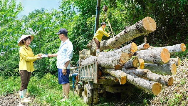 Заготовка многолетней древесины для строительства. Нхат. Жизнь во Вьетнаме смотреть онлайн