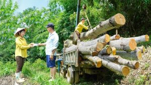 Заготовка многолетней древесины для строительства. Нхат. Жизнь во Вьетнаме