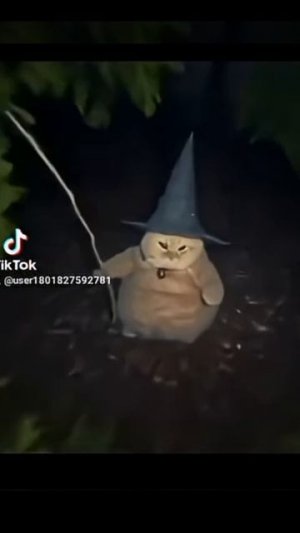 кот