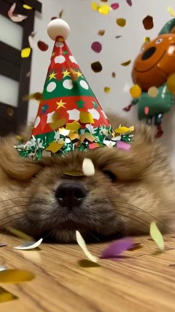 собака 🐕🦺