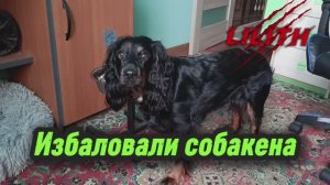 Избаловали собакена 😊