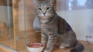 Зоогостиницы в Алматы набирают популярность на фоне растущего спроса на уход за питомцами