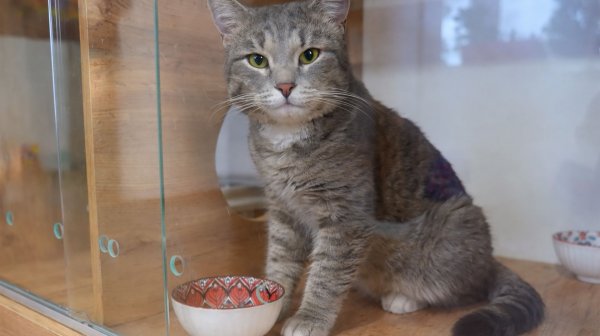 Зоогостиницы в Алматы набирают популярность на фоне растущего спроса на уход за питомцами