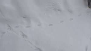 Дмитрий Серов/ Мысли вслух/ Обсуждение