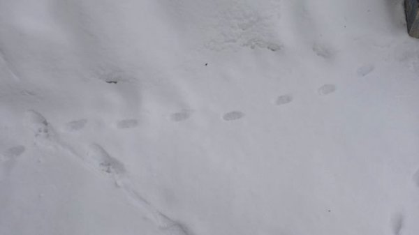 Дмитрий Серов/ Мысли вслух/ Обсуждение