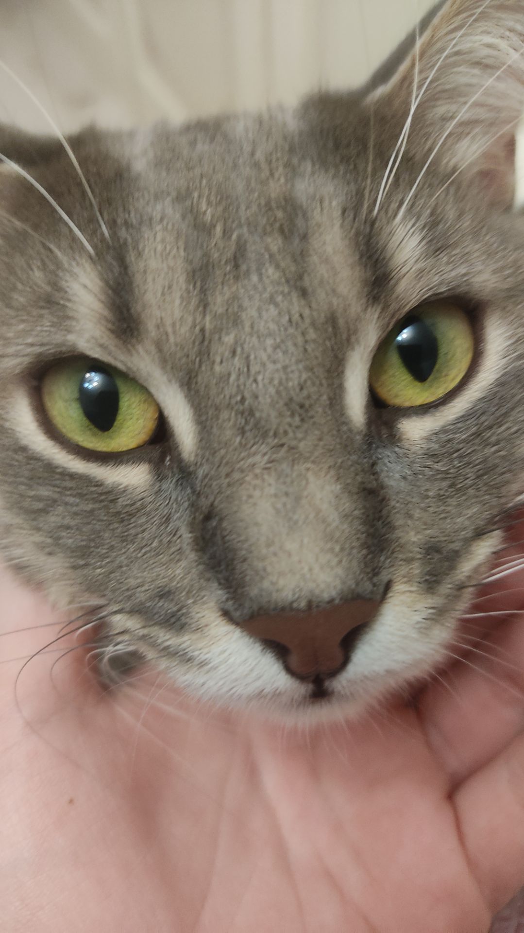 Рисую кота Ваню:)