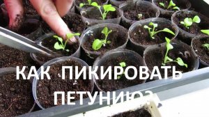 Как пикировать петунию?