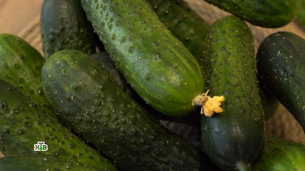 «Все очень дорого»: доктор наук назвал причину роста цен на огурцы в России | ЦТ