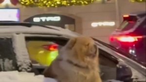 ❄️Снег в Москве пролежит до мая, — синоптики. Высота снежного покрова достигла 70 см и побила рекорд