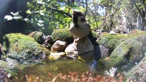 ПТИЦЫ НА ПОИЛКЕ 29.05.2024