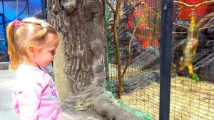 Влог Веселая детская площадка и контактный зоопарк