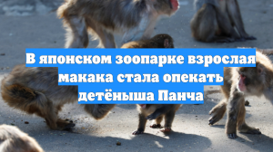В японском зоопарке взрослая макака стала опекать детёныша Панча