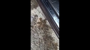 Нержавеющие накладки на пороги Ниссан Х Трейл Т 31