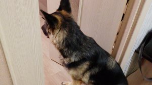 🤠ПРЯЧЕМ мягкие ИГРУШКИ с ЯРИКОМ!😱🐉