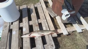 Крупную щуку на консервы