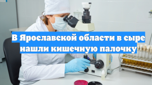 В Ярославской области в сыре нашли кишечную палочку