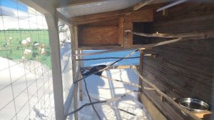 Ворон Гриша 31 января, с праздником