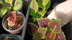 Новости из цветочной избушки. Трудовые выходные.