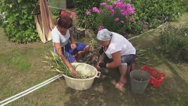 Уборка чеснока 20 июля 2021 года.