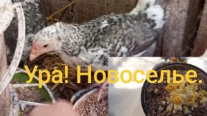 Переезд из коробки в птичник. В 1.5 месяца уже можно.