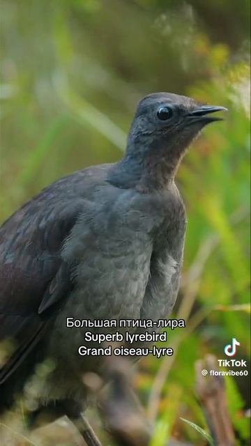 Классное пение птиц