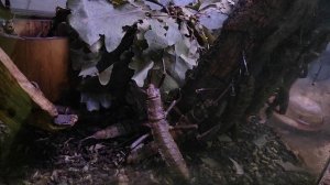 Палочники. Привиденьевые. Мастера маскировки. Живые веточки. Московский зоопарк