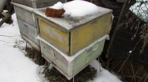 февраль, зимовка на воле отводка пчел на сплошном дне без зимних подкормок ( видео из архива )