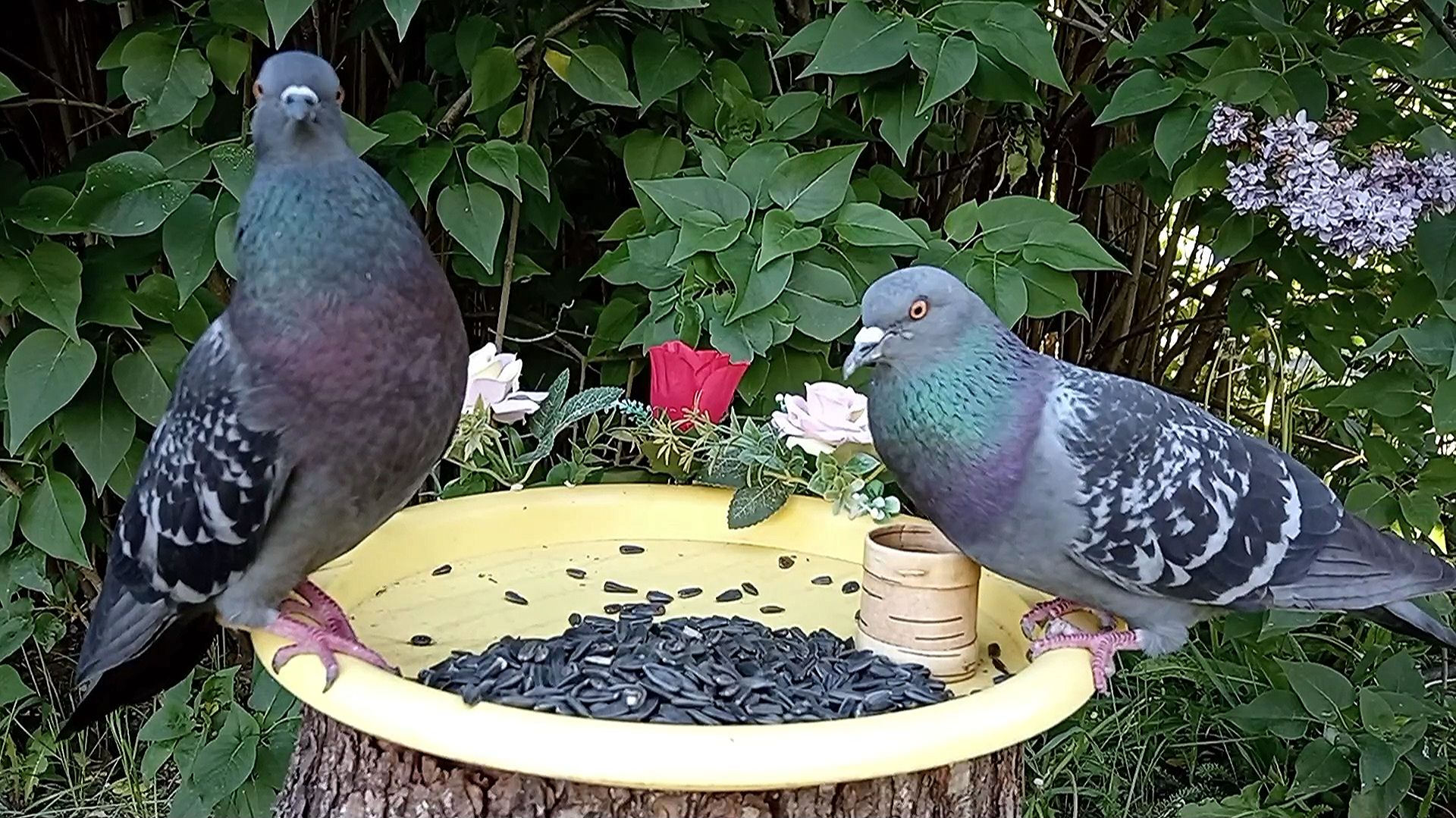 Голуби и Зеленушки на кормушке