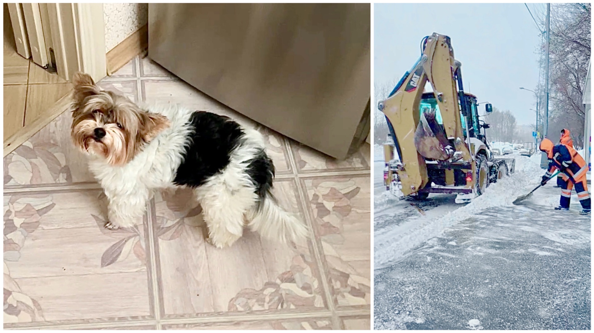 Балканский циклон Валли, у собаки слабый кишечник, готовим шницели 19.02.26 смотреть онлайн