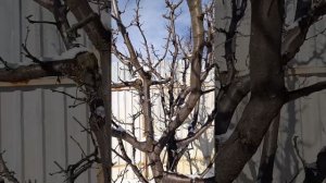 Мегаурожайная слива с современным подходом обрезки и надлежащим результатом