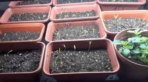 2021.02.2026 Томаты продолжают активно всходить, начал всходить лук.