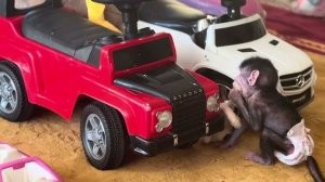 СМЕХ! Посмотрите какая Николь стала резвая😂