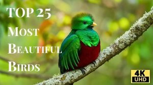 Топ-25 самых красивых птиц в мире. Захватывающее видео с птицами в формате 4K