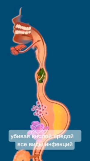 Барьерная функция желудка