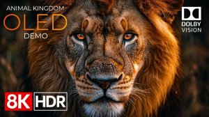 Демонстрация Animal Kingdom на OLED-экране: HDR, 8K Ultra HD, Dolby Vision, 60 кадров в секунду.