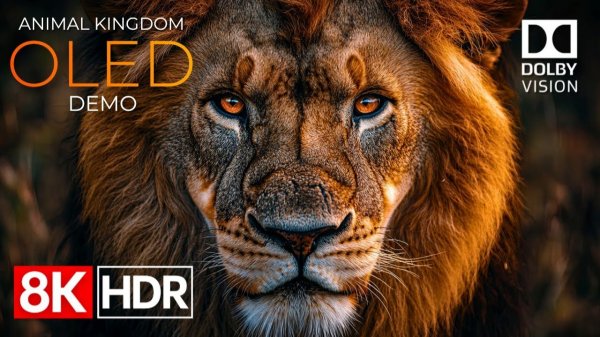 Демонстрация Animal Kingdom на OLED-экране: HDR, 8K Ultra HD, Dolby Vision, 60 кадров в секунду.
